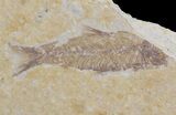 Six, Small Knightia Fossil Fish - Wyoming #67619-1